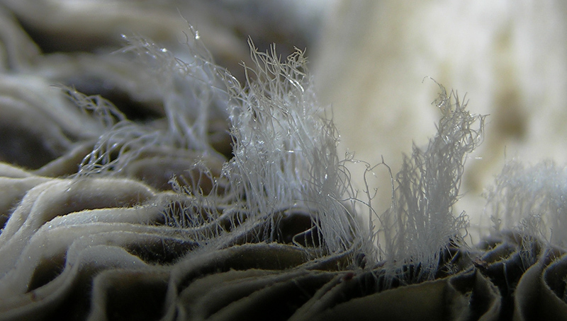 A. lividopallescens ss Boudier con Zygomycetes.